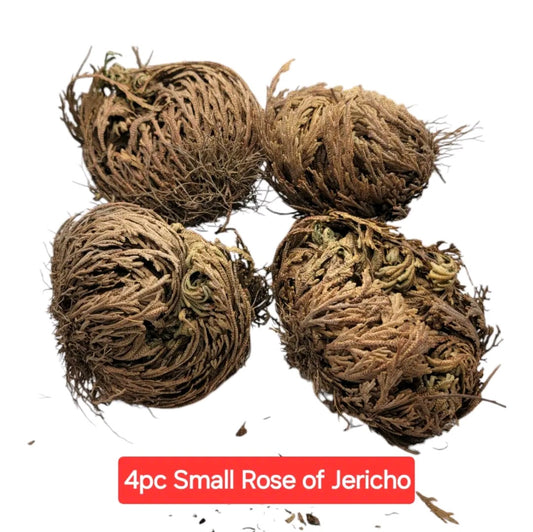 4pc Small Rose of Jericho Bundle