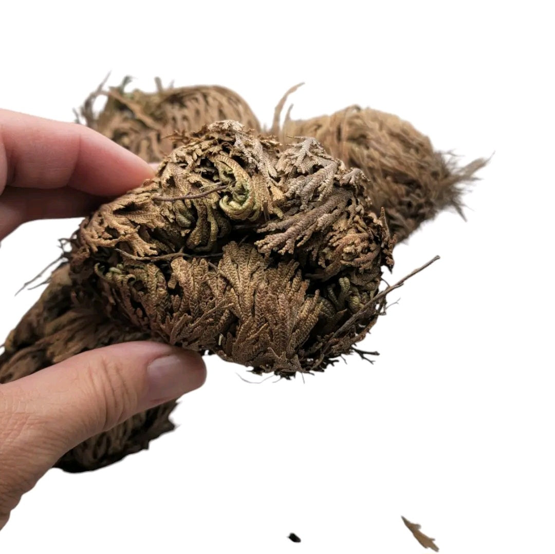 4pc Small Rose of Jericho Bundle