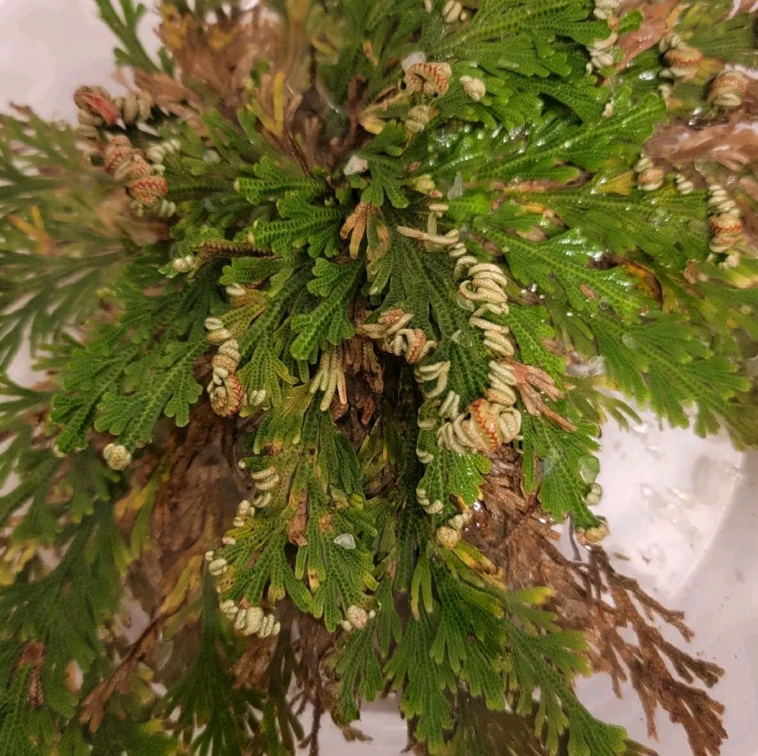 4pc Small Rose of Jericho Bundle