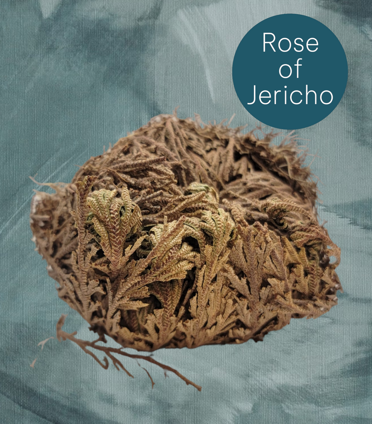 Rose of Jericho Plant