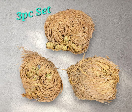 3pc Rose of Jericho Set